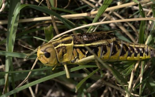 Réf. 288 206 : Arcyptera fusca